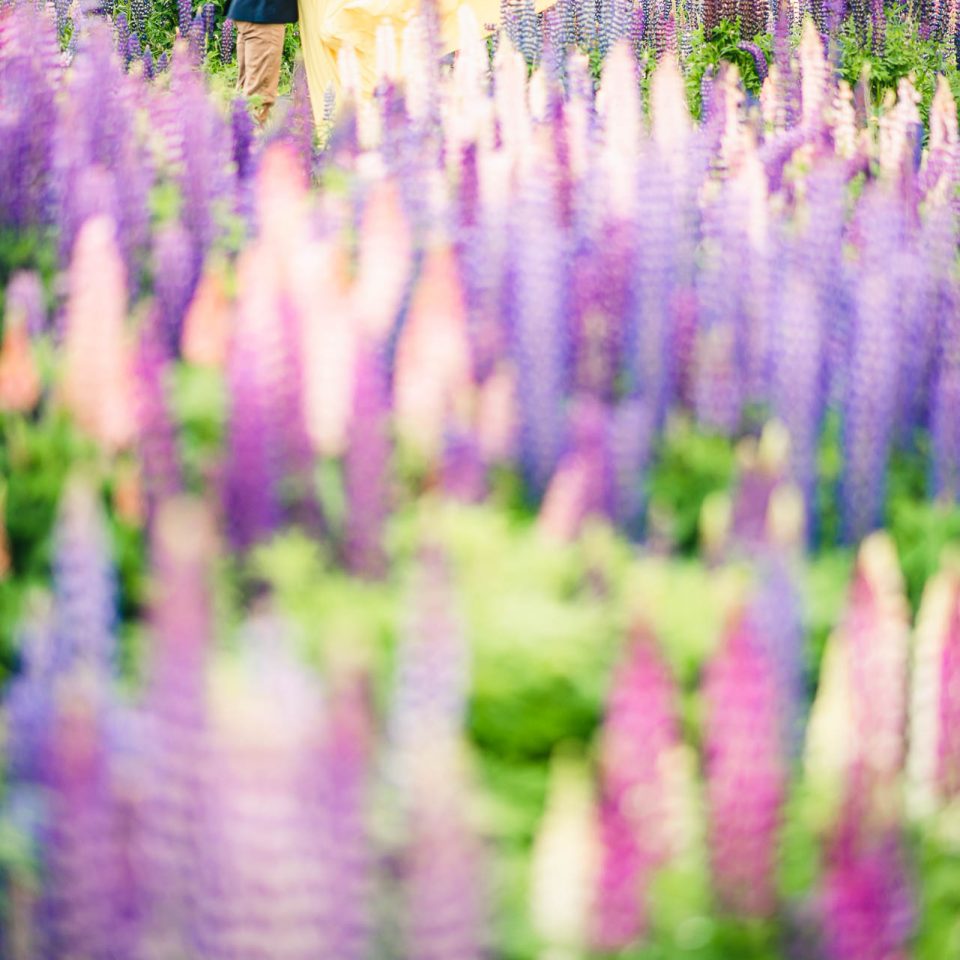 New Zealand前撮り:Lake Tekapo