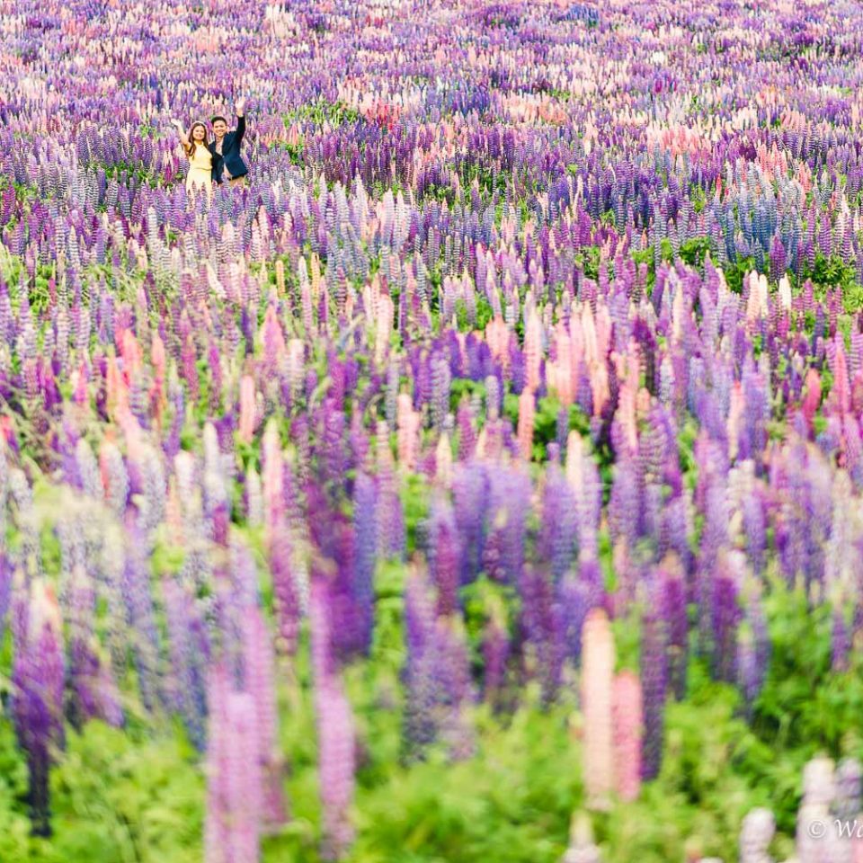 New Zealand前撮り:Lake Tekapo