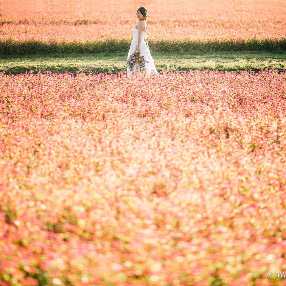 兵庫前撮り：淡路島　花さじき