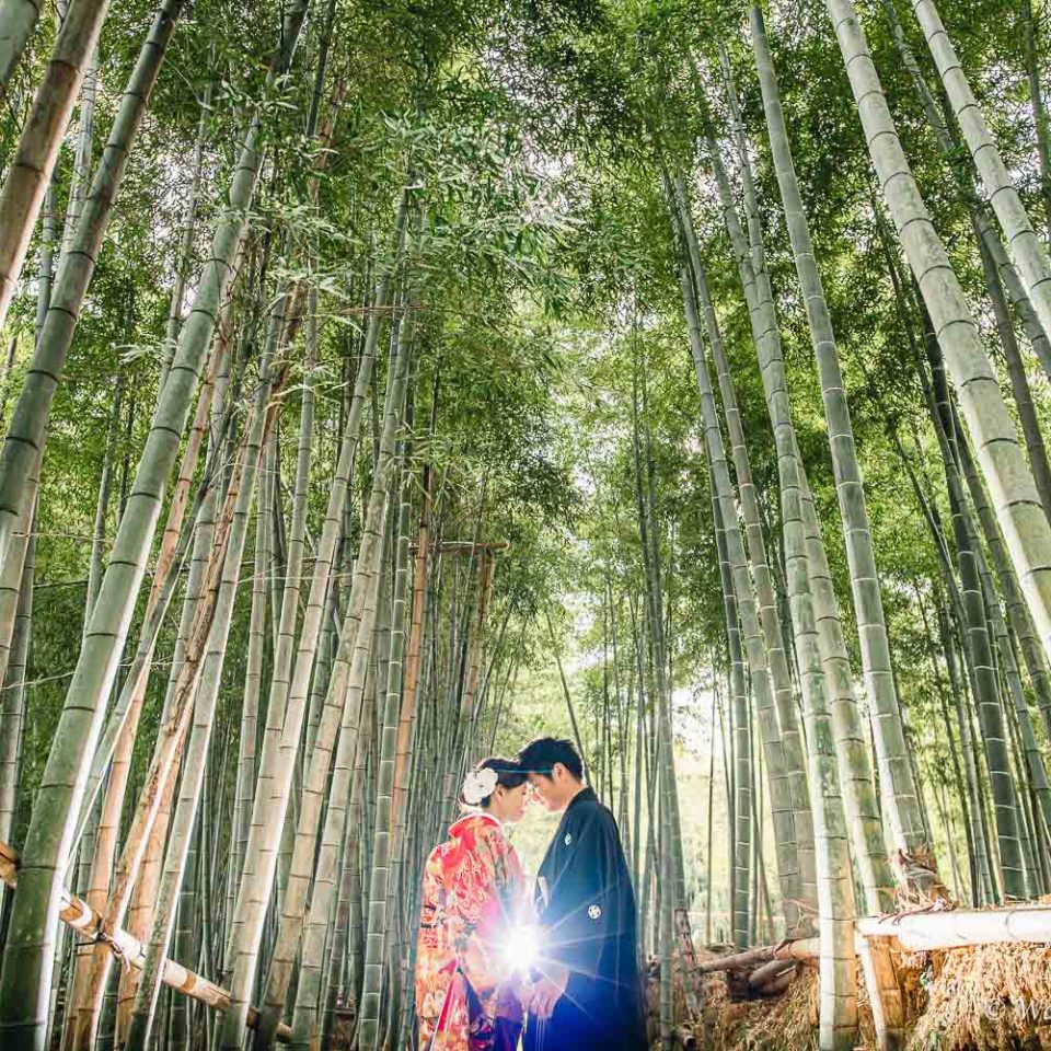 京都前撮り：洛西口　竹林の森