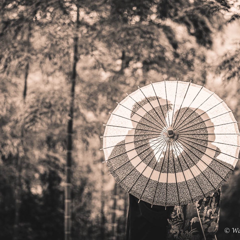 京都前撮り：洛西口　竹林の森